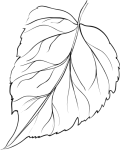 Group (26)